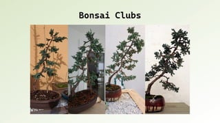 Bonsai Clubs
Bonsai Clubs
 