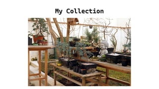 My Collection
My Collection
 