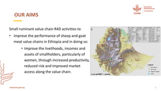 Accelerating sustainable small ruminant value chain development in Ethiopia