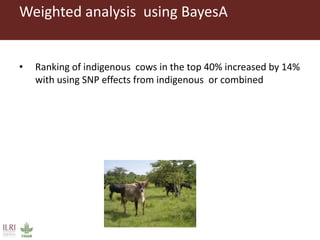 Improving the accuracy of genomic predictions in small holder crossed-bred dairy cattle 