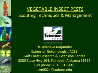 VEGETABLE INSECT PESTS Scouting Techniques & Management Dr. Ayanava Majumdar Extension Entomologist, ACES Gulf Coast Research & Extension Center 8300 State Hwy 104, Fairhope, Alabama 36532 Cell phone: 251-331-8416 [email_address] 