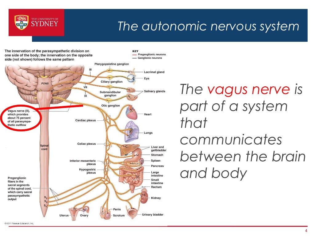 The autonomic nervous system The