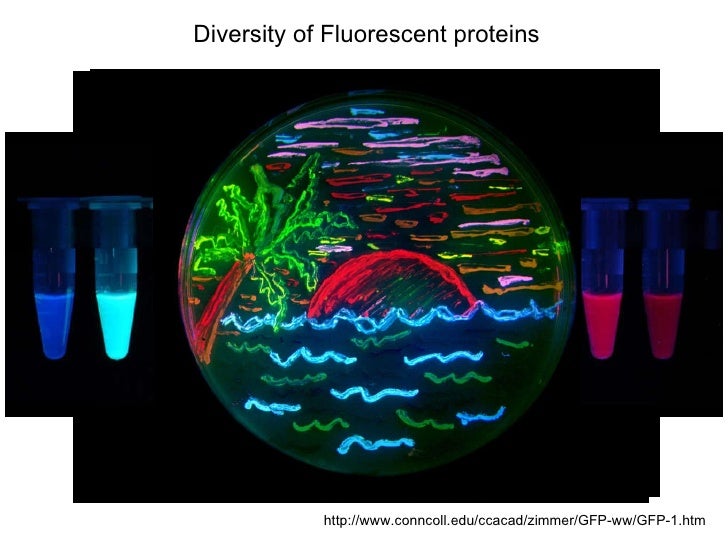 Fluorescent proteins in current biology