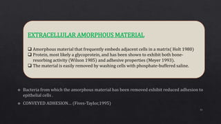 EXTRACELLULAR AMORPHOUS MATERIAL
 Amorphous material that frequently embeds adjacent cells in a matrix( Holt 1980)
 Protein, most likely a glycoprotein, and has been shown to exhibit both bone-
resorbing activity (Wilson 1985) and adhesive properties (Meyer 1993).
 The material is easily removed by washing cells with phosphate-buffered saline.
11
 