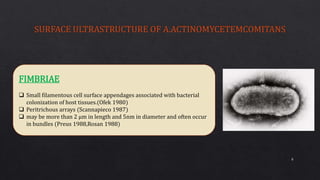 FIMBRIAE
 Small filamentous cell surface appendages associated with bacterial
colonization of host tissues.(Ofek 1980)
 Peritrichous arrays (Scannapieco 1987)
 may be more than 2 µm in length and 5nm in diameter and often occur
in bundles (Preus 1988,Rosan 1988)
8
 