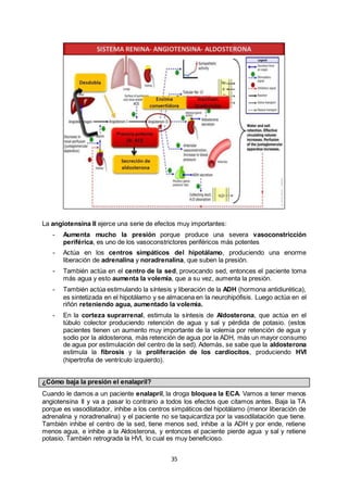 35
La angiotensina II ejerce una serie de efectos muy importantes:
- Aumenta mucho la presión porque produce una severa vasoconstricción
periférica, es uno de los vasoconstrictores periféricos más potentes
- Actúa en los centros simpáticos del hipotálamo, produciendo una enorme
liberación de adrenalina y noradrenalina, que suben la presión.
- También actúa en el centro de la sed, provocando sed, entonces el paciente toma
más agua y esto aumenta la volemia, que a su vez, aumenta la presión.
- También actúa estimulando la síntesis y liberación de la ADH (hormona antidiurética),
es sintetizada en el hipotálamo y se almacena en la neurohipófisis. Luego actúa en el
riñón reteniendo agua, aumentado la volemia.
- En la corteza suprarrenal, estimula la síntesis de Aldosterona, que actúa en el
túbulo colector produciendo retención de agua y sal y pérdida de potasio. (estos
pacientes tienen un aumento muy importante de la volemia por retención de agua y
sodio por la aldosterona, más retención de agua por la ADH, más un mayor consumo
de agua por estimulación del centro de la sed). Además, se sabe que la aldosterona
estimula la fibrosis y la proliferación de los cardiocitos, produciendo HVI
(hipertrofia de ventrículo izquierdo).
¿Cómo baja la presión el enalapril?
Cuando le damos a un paciente enalapril, la droga bloquea la ECA. Vamos a tener menos
angiotensina II y va a pasar lo contrario a todos los efectos que citamos antes. Baja la TA
porque es vasodilatador, inhibe a los centros simpáticos del hipotálamo (menor liberación de
adrenalina y noradrenalina) y el paciente no se taquicardiza por la vasodilatación que tiene.
También inhibe el centro de la sed, tiene menos sed, inhibe a la ADH y por ende, retiene
menos agua, e inhibe a la Aldosterona, y entonces el paciente pierde agua y sal y retiene
potasio. También retrograda la HVI, lo cual es muy beneficioso.
 