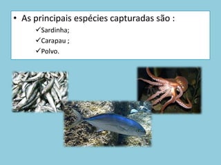 As principais espécies capturadas são :Sardinha;