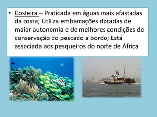 Polvo.Como é constituída a frota de pesca Portuguesa?Local – Praticada em águas interiores, perto da costa; Uso de artes de pesca diversificadas; Permanência curta no mar (embarcações de pequenas dimensões); É a que maior número de postos de trabalho ; É através dela que se realiza o desembarque de pescado fresco.