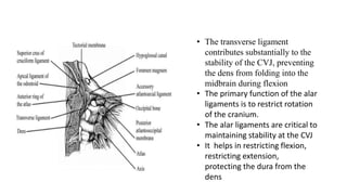 • The transverse ligament
contributes substantially to the
stability of the CVJ, preventing
the dens from folding into the
midbrain during flexion
• The primary function of the alar
ligaments is to restrict rotation
of the cranium.
• The alar ligaments are critical to
maintaining stability at the CVJ
• It helps in restricting flexion,
restricting extension,
protecting the dura from the
dens
 
