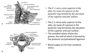 • The C-1 nerve exits superior to the
atlas, by route of a groove in the
posterior ring formed by the elevation
of the superior articular surface
• The C-1 nerve exits superior to the
atlas, by route of a groove in the
posterior ring formed by the elevation
of the superior articular surface.
• The vertebral artery shares this
groove, the roof of which is formed by
the posterior occipitoatlantal ligament
• Blood supply to CVJ from vertebral
artery
 