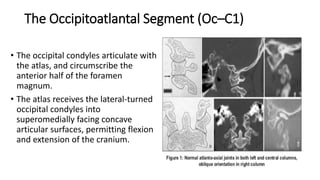 The Occipitoatlantal Segment (Oc–C1)
• The occipital condyles articulate with
the atlas, and circumscribe the
anterior half of the foramen
magnum.
• The atlas receives the lateral-turned
occipital condyles into
superomedially facing concave
articular surfaces, permitting flexion
and extension of the cranium.
 