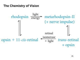 The Chemistry of Vision
25
 
