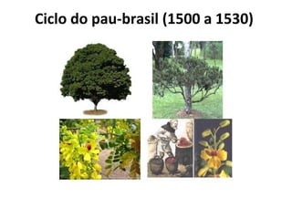 Ciclo do pau-brasil (1500 a 1530) 
 