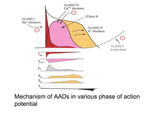 Mechanism of AADs in various phase of action
potential
 