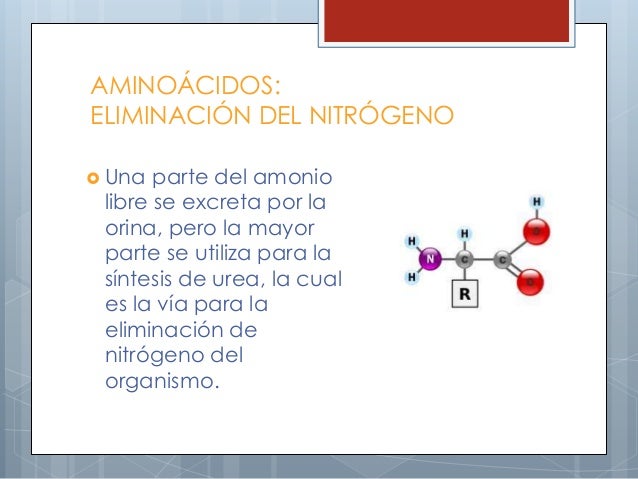 Eliminación del nitrógeno en el organismo