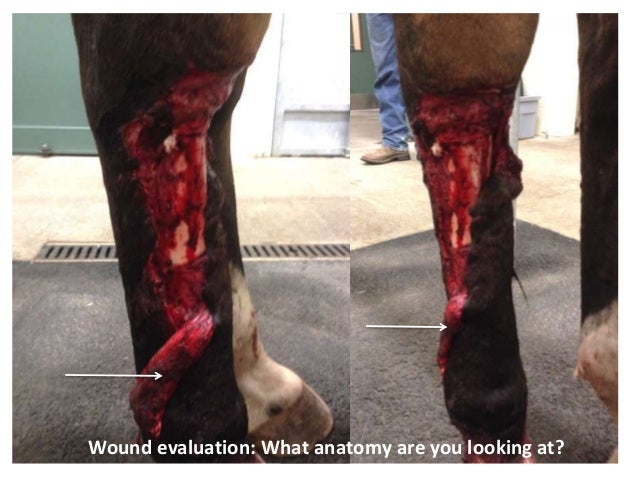 Case Study - Cannon Bone Laceration