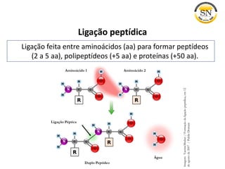 Ligação peptídica
Ligação feita entre aminoácidos (aa) para formar peptídeos
(2 a 5 aa), polipeptídeos (+5 aa) e proteínas (+50 aa).
Imagem:YassineMrabet/Formaçãodaligaçãopeptídica,em12
deagostode2007/PublicDomain
Ligação Péptica
Aminoácido 2Aminoácido 1
Duplo Peptídeo
Água
 