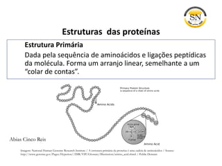 Estruturas das proteínas
Estrutura Primária
Dada pela sequência de aminoácidos e ligações peptídicas
da molécula. Forma um arranjo linear, semelhante a um
“colar de contas”.
Imagem: National Human Genome Research Institute / A estrutura primária da proteína é uma cadeia de aminoácidos / Source:
http://www.genome.gov/Pages/Hyperion//DIR/VIP/Glossary/Illustration/amino_acid.shtml / Public Domain
Abias Cinco Reis
 