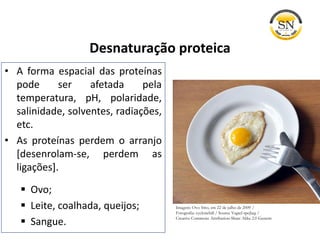Desnaturação proteica
• A forma espacial das proteínas
pode ser afetada pela
temperatura, pH, polaridade,
salinidade, solventes, radiações,
etc.
• As proteínas perdem o arranjo
[desenrolam-se, perdem as
ligações].
 Ovo;
 Leite, coalhada, queijos;
 Sangue.
Imagem: Ovo frito, em 22 de julho de 2009 /
Fotografia: cyclonebill / Source Vagtel-spejlæg /
Creative Commons Attribution-Share Alike 2.0 Generic
 