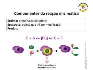 Componentes da reação enzimática
E + S  [ES]  E + P
Enzima: proteína catalisadora;
Substrato: objeto que irá ser modificado;
Produto
Imagem:SEE-PE,redesenhadoapartirdeilustração
deautorDesconhecido.
 
