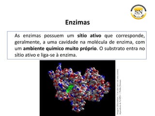 Enzimas
As enzimas possuem um sítio ativo que corresponde,
geralmente, a uma cavidade na molécula de enzima, com
um ambiente químico muito próprio. O substrato entra no
sítio ativo e liga-se à enzima.
Imagem:[Haynathart/Umsítioativoemumaenzima
dependentedeNAPD+/PublicDomain
 
