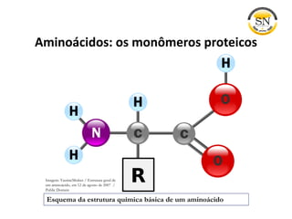 Aminoácidos: os monômeros proteicos
Esquema da estrutura química básica de um aminoácido
Imagem: YassineMrabet / Estrutura geral de
um aminoácido, em 12 de agosto de 2007 /
Public Domain
 
