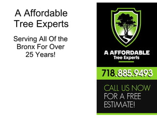 A Affordable Tree Experts Serving All Of the Bronx For Over 25 Years! 