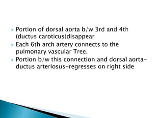  Portion of dorsal aorta b/w 3rd and 4th
(ductus caroticus)disappear
 Each 6th arch artery connects to the
pulmonary vascular Tree.
 Portion b/w this connection and dorsal aorta-
ductus arteriosus-regresses on right side
 