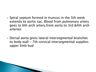  Spiral septum formed in truncus in the 5th week
extends to aortic sac. Blood from pulmonary artery
goes to 6th arch artery,from aorta to 3rd &4th arch
arteries
 Dorsal aorta gives lateral intersegmental branches
to body wall - 7th cervical intersegmental supplies
upper limb bud
 