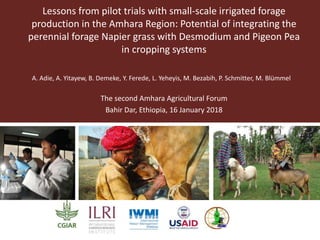 Lessons from pilot trials with small-scale irrigated forage
production in the Amhara Region: Potential of integrating the
perennial forage Napier grass with Desmodium and Pigeon Pea
in cropping systems
A. Adie, A. Yitayew, B. Demeke, Y. Ferede, L. Yeheyis, M. Bezabih, P. Schmitter, M. Blümmel
The second Amhara Agricultural Forum
Bahir Dar, Ethiopia, 16 January 2018
 