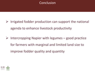 Lessons from pilot trials with small-scale irrigated forage production in the Amhara Region: Potential of integrating the perennial forage Napier grass with Desmodium and Pigeon Pea in cropping systems