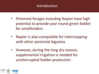 Lessons from pilot trials with small-scale irrigated forage production in the Amhara Region: Potential of integrating the perennial forage Napier grass with Desmodium and Pigeon Pea in cropping systems