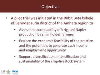 Lessons from pilot trials with small-scale irrigated forage production in the Amhara Region: Potential of integrating the perennial forage Napier grass with Desmodium and Pigeon Pea in cropping systems