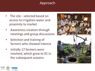 Lessons from pilot trials with small-scale irrigated forage production in the Amhara Region: Potential of integrating the perennial forage Napier grass with Desmodium and Pigeon Pea in cropping systems