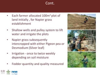 Lessons from pilot trials with small-scale irrigated forage production in the Amhara Region: Potential of integrating the perennial forage Napier grass with Desmodium and Pigeon Pea in cropping systems