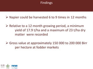 Lessons from pilot trials with small-scale irrigated forage production in the Amhara Region: Potential of integrating the perennial forage Napier grass with Desmodium and Pigeon Pea in cropping systems