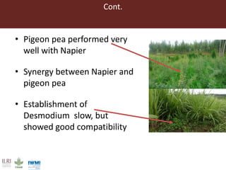 Lessons from pilot trials with small-scale irrigated forage production in the Amhara Region: Potential of integrating the perennial forage Napier grass with Desmodium and Pigeon Pea in cropping systems