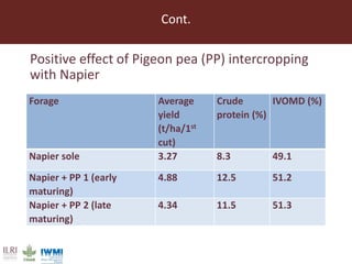 Lessons from pilot trials with small-scale irrigated forage production in the Amhara Region: Potential of integrating the perennial forage Napier grass with Desmodium and Pigeon Pea in cropping systems