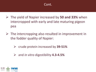 Lessons from pilot trials with small-scale irrigated forage production in the Amhara Region: Potential of integrating the perennial forage Napier grass with Desmodium and Pigeon Pea in cropping systems