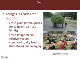 Lessons from small-scale irrigated forage production trials: Potential of annual oat-vetch mixtures
