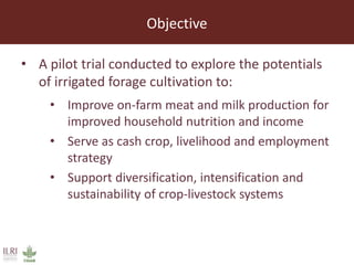 Lessons from small-scale irrigated forage production trials: Potential of annual oat-vetch mixtures