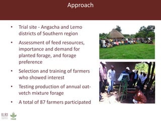 Lessons from small-scale irrigated forage production trials: Potential of annual oat-vetch mixtures
