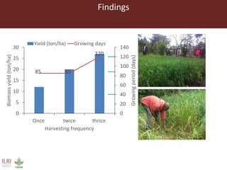 Lessons from small-scale irrigated forage production trials: Potential of annual oat-vetch mixtures