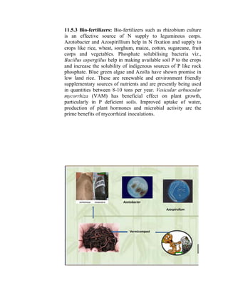 11.5.3 Bio-fertilizers: Bio-fertilizers such as rhizobium culture
is an effective source of N supply to leguminous corps.
Azotobacter and Azospirillium help in N fixation and supply to
crops like rice, wheat, sorghum, maize, cotton, sugarcane, fruit
corps and vegetables. Phosphate solubilising bacteria viz.,
Bacillus aspergillus help in making available soil P to the crops
and increase the solubility of indigenous sources of P like rock
phosphate. Blue green algae and Azolla have shown promise in
low land rice. These are renewable and environment friendly
supplementary sources of nutrients and are presently being used
in quantities between 8-10 tons per year. Vesicular arbuscular
mycorrhiza (VAM) has beneficial effect on plant growth,
particularly in P deficient soils. Improved uptake of water,
production of plant hormones and microbial activity are the
prime benefits of mycorrhizal inoculations.
Vermicompost
Azotobacter
Azospirullum
 