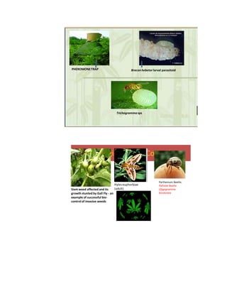 PHEROMONE TRAP Bracon hebetor larval parasitoid
Trichogrammasps
Biological Weed Control
Parthenium Beetle, 
Pallister Beetle 
(Zygogramma 
bicolorata
Hyles euphorbiae 
(adult)Siam weed affected and its 
growth stunted by Gall Fly ‐ an 
example of successful bio‐
control of invasive weeds 
 