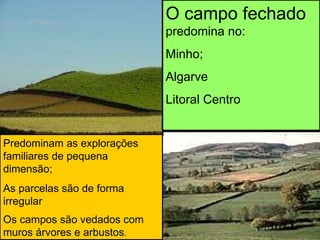 O campo fechado  predomina no: Minho; Algarve Litoral Centro Predominam as explorações familiares de pequena dimensão; As parcelas são de forma irregular Os campos são vedados com muros árvores e arbustos . 