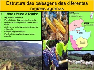 Estrutura das paisagens das diferentes regiões agrárias Entre Douro e Minho Agricultura intensiva Propriedades de pequena dimensão Das culturas temporárias destaca-se o milho A vinha é a cultura permanente que se evidencia Criação de gado bovino Predomina a exploração por conta própria 
