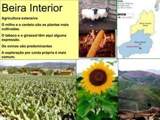 Beira Interior Agricultura extensiva O milho e o centeio são as plantas mais cultivadas. O tabaco e o girassol têm aqui alguma expressão. Os ovinos são predominantes A exploração por conta própria é mais comum. 