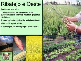 Ribatejo e Oeste Agricultura intensiva O milho e o arroz são os cereais mais cultivados assim como as batatas e  produtos hortícolas. A colza é a cultura industrial mais importante. Predomina o gado suíno A exploração por conta própria é maioritária 