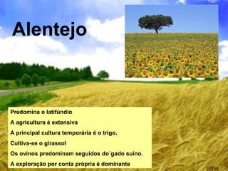 Alentejo Predomina o latifúndio A agricultura é extensiva A principal cultura temporária é o trigo. Cultiva-se o girassol Os ovinos predominam seguidos do´gado suíno. A exploração por conta própria é dominante 